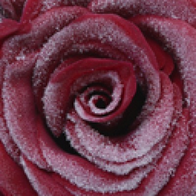 rose-neige-web.jpg